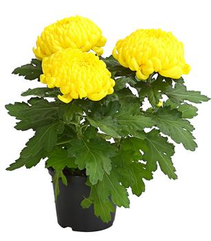 3 x Deko-Chrysantheme von Dehner, Gelb - Mindestbestellmenge: 3 Stk.
