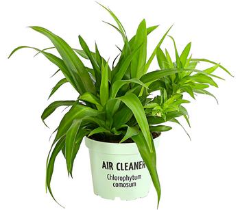3 x Grünlilie - Chlorophytum comosum von Dehner - Mindestbestellmenge: 3 Stk.