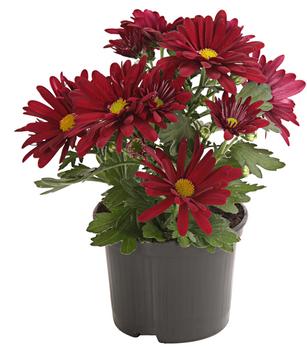 Topf-Chrysantheme, verschiedene Farben