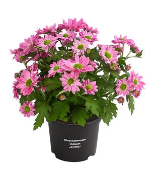 6 x Chrysantheme 'Swifty', verschiedene Farben von Dehner, Gelb, Rot, Lila, Rosa, Weiß - Mindestbestellmenge: 6 Stk.