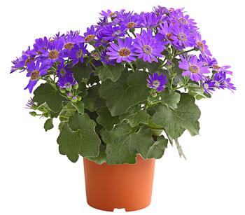 Teneriffa Stern - Cineraria cruentus/Pericallis senettii, verschiedene Farben