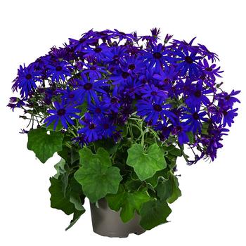 Teneriffa Stern - Cineraria cruentus/Pericallis senettii, verschiedene Farben