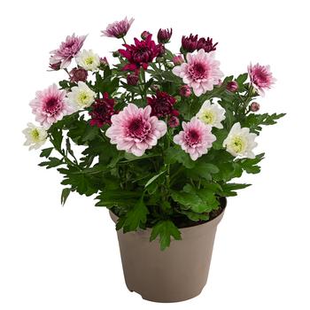 Chrysantheme 'Trio', rosa-lila-weiß