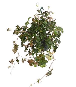 Zimmerrebe - Cissus rhombifolia 'Ellen Danica' von Dehner, Grün