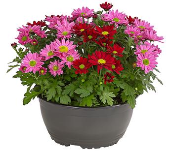 Chrysanthemen-Duo 'Swifty', Schale