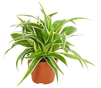 Grünlilie - Chlorophytum comosum 'Variegata'