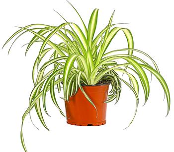 Grünlilie - Chlorophytum comosum 'Variegata'