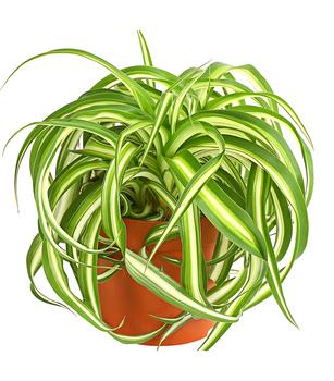 3 x Grünlilie - Chlorophytum comosum 'Bonnie' von Dehner - Mindestbestellmenge: 3 Stk.