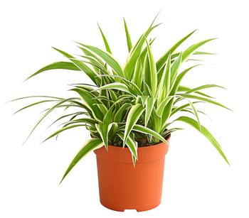 Grünlilie - Chlorophytum comosum 'Ocean'