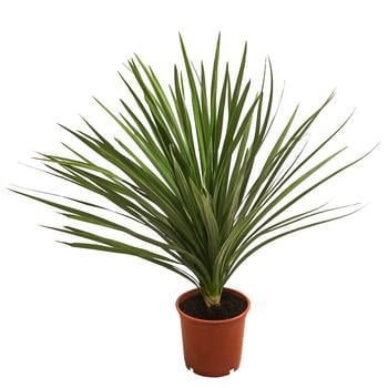 Keulenlilie - Dracaena indivisa