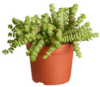 Felsen-Dickblatt - Crassula rupestris subsp. marnieriana 'Hottentot'