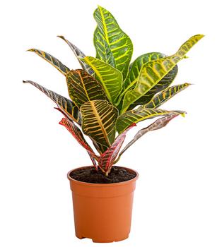 Wunderstrauch - Codiaeum variegatum 'Petra'