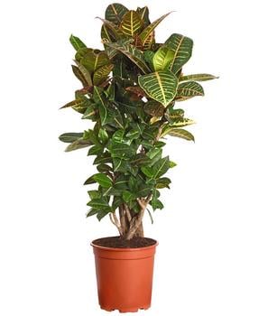 Wunderstrauch - Codiaeum variegatum 'Petra' von Dehner, Bunt