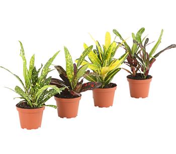 Wunderstrauch - Codiaeum variegatum, verschiedene Sorten