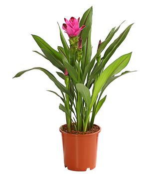 Indische Safranwurz - Curcuma alismatifolia