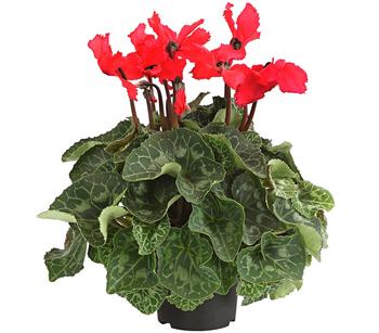 Alpenveilchen, gefranst, verschiedene Farben