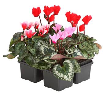 Freiland-Alpenveilchen, verschiedene Farben, 4er Schale