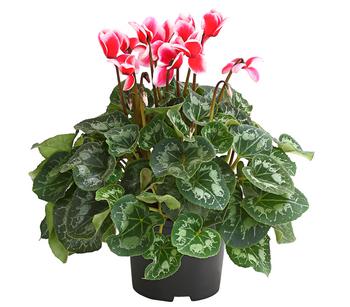 XXL Alpenveilchen, verschiedene Farben