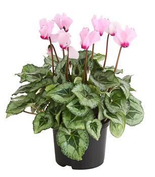 Alpenveilchen 'Victoria', verschiedene Farben