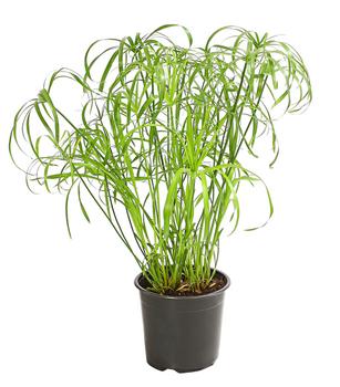 Zypergras - Cyperus alternifolius