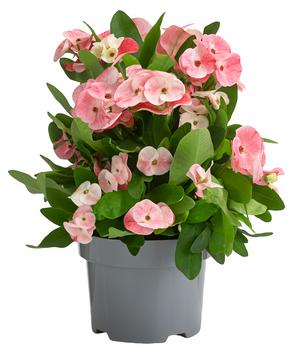 Christusdorn - Euphorbia milii 'Tiara'