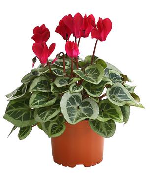 Freiland-Alpenveilchen 'Veranda', verschiedene Farben