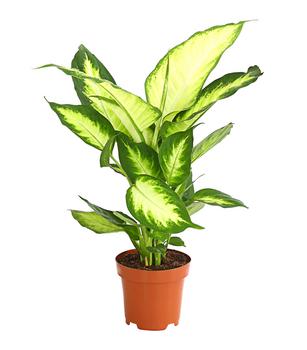 3 x Dieffenbachie - Dieffenbachia maculata 'Camilla' von Dehner, Lemon, Grün - Mindestbestellmenge: 3 Stk.
