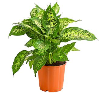 Dieffenbachie - Dieffenbachia seguine compacta