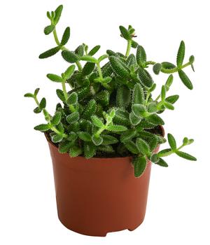 Gurkenpflanze - Delosperma echinatum
