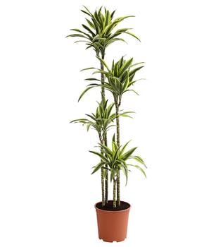 Drachenbaum - Dracaena fragrans 'Lemon Lime'