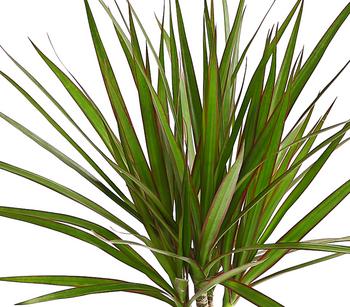 Drachenbaum - Dracaena marginata von Dehner, Grün, Dunkelgrün