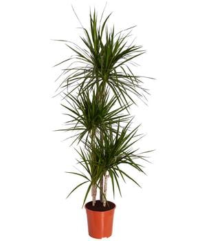 Drachenbaum - Dracaena marginata