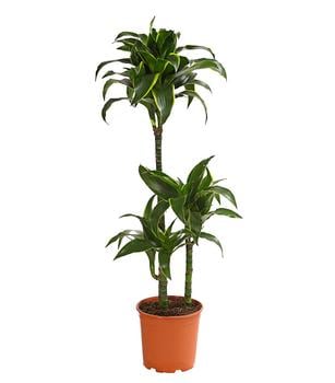 Drachenbaum - Dracaena deremensis 'Dorado' von Dehner