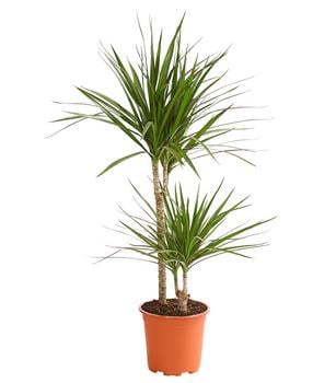 Drachenbaum - Dracaena marginata