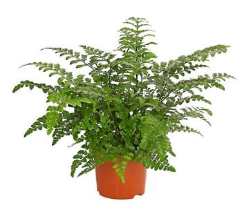 Streifenfarn - Asplenium dimorphum 'Parvati'