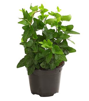 Efeu - Hedera helix, grünlaubig