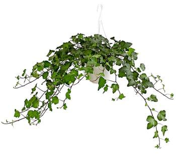 Efeu - Hedera helix, Ampel von Dehner, Grün, Dunkelgrün