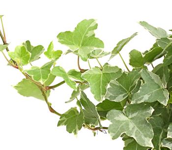 Efeu - Hedera helix, verschiedene Sorten | Dehner