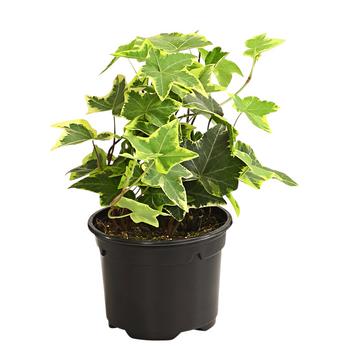 Efeu - Hedera helix, verschiedene Sorten