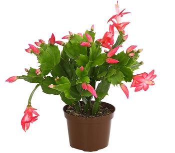 Weihnachtskaktus - Schlumbergera x buckleyi, verschiedene Farben