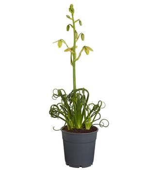 Albuca - Albuca spiralis 'Frizzle Sizzle®'