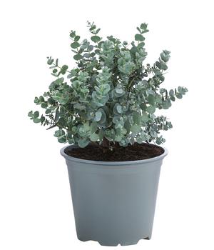 Eukalyptus, Busch von Dehner, Grün, Silber