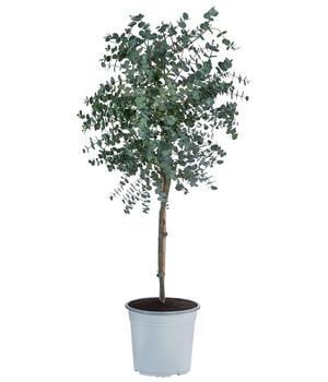 Eukalyptus, Stämmchen