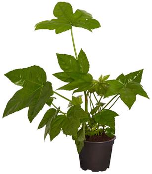Zimmeraralie - Fatsia japonica von Dehner, Grün