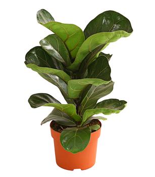 Geigenfeige - Ficus lyrata 'Bambino' von Dehner, Grün, Dunkelgrün