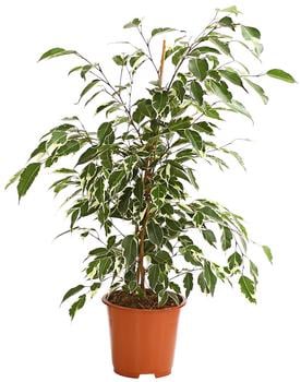 Birkenfeige - Ficus benjamina 'Forever', verschiedene Farben