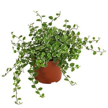 Kletterfeige - Ficus pumila 'White Sunny'