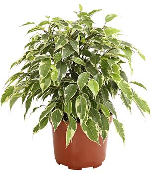 Birkenfeige - Ficus benjamina 'Kinky', verschiedene Farben