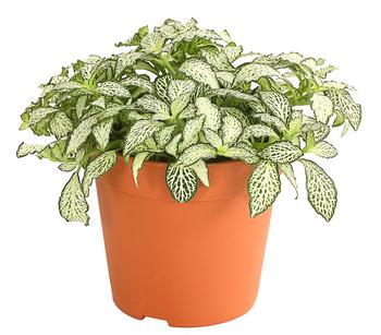 Mosaikpflanze - Fittonia verschaffeltii, verschiedene Sorten