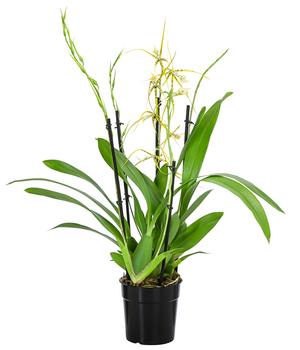 Spinnenorchidee - Brassia 'Fabian'